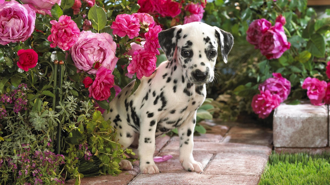 HD papel tapiz lindo perro #7 - 1366x768