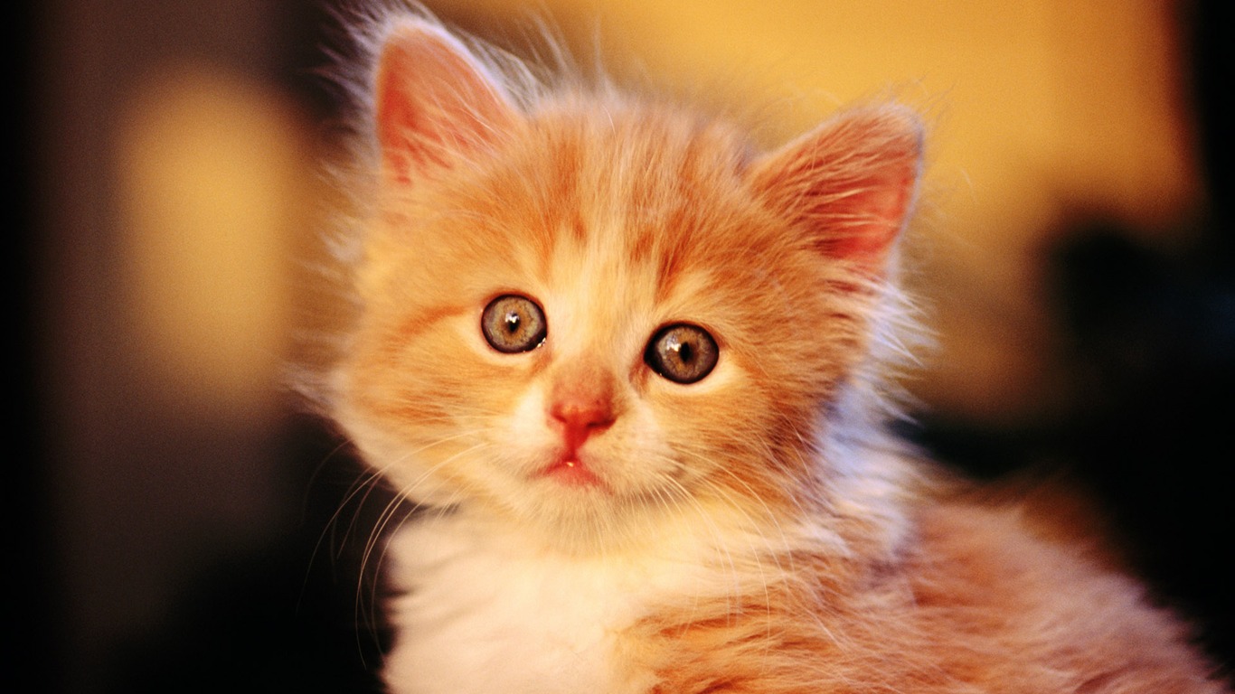 HD wallpaper cute cat photo #1 - 1366x768