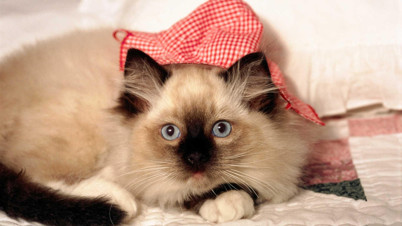HD wallpaper cute cat photo #2 - 1366x768