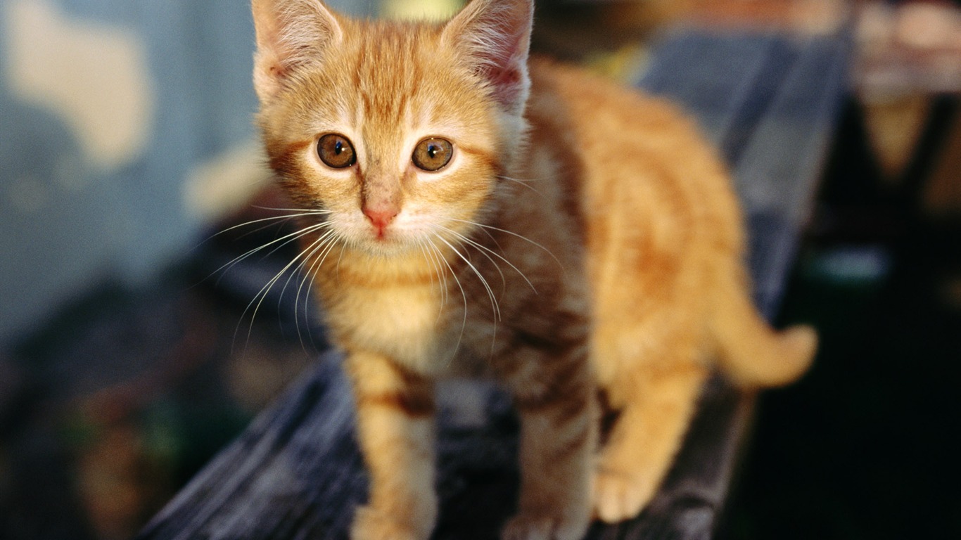 HD wallpaper cute cat photo #6 - 1366x768