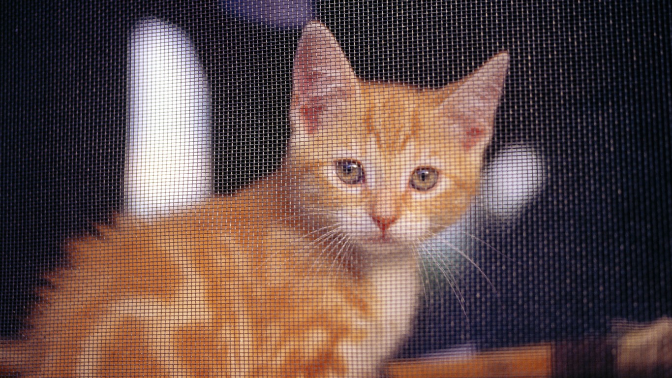 HD fotografía de fondo lindo gatito #10 - 1366x768
