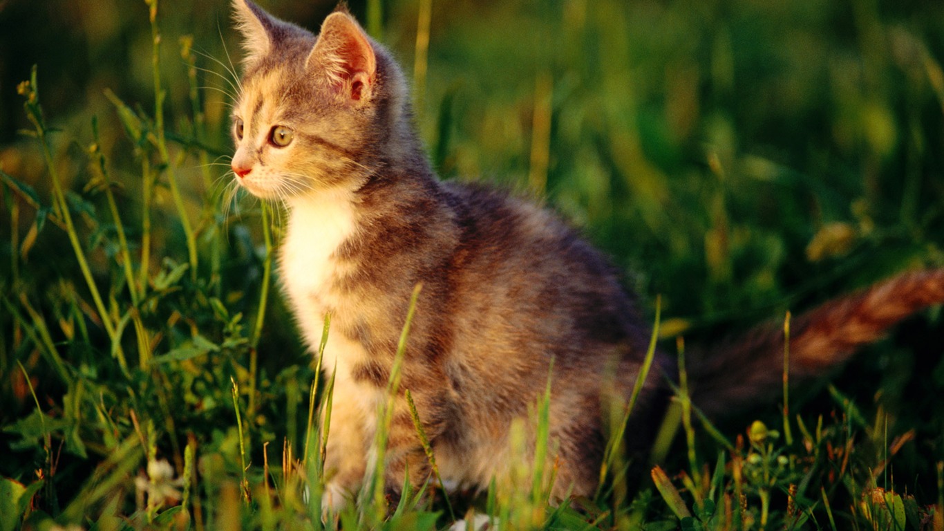 HD fotografía de fondo lindo gatito #15 - 1366x768