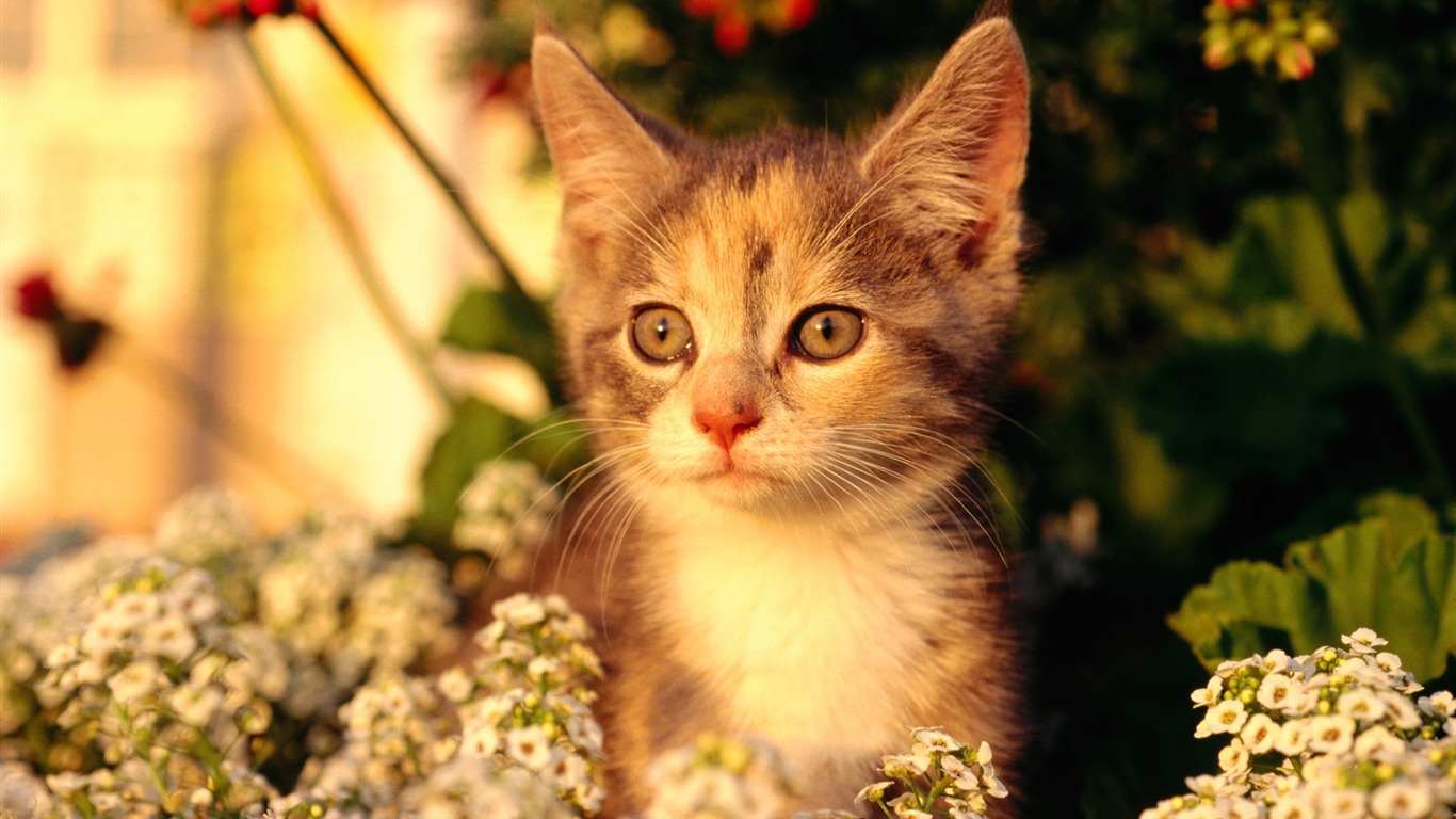 HD wallpaper cute cat photo #21 - 1366x768