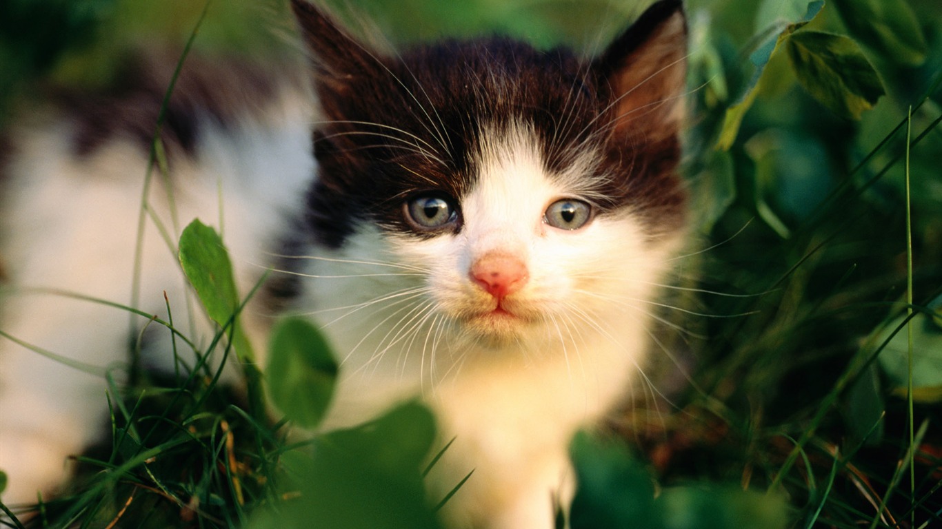 HD Wallpaper cute cat Foto #25 - 1366x768