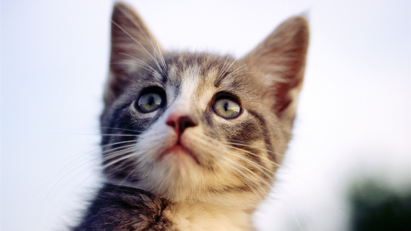 HD wallpaper cute cat photo #26 - 1366x768