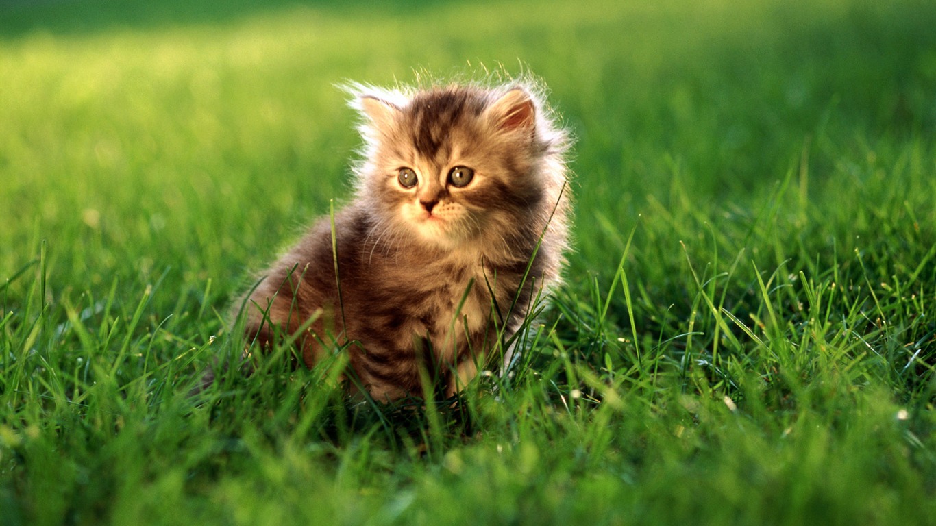 HD wallpaper cute cat photo #27 - 1366x768