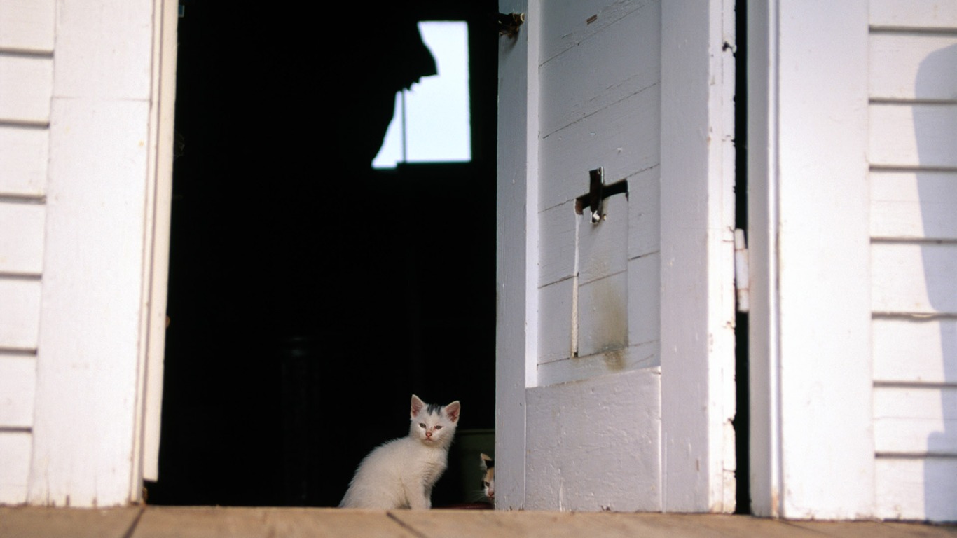 HD fotografía de fondo lindo gatito #36 - 1366x768