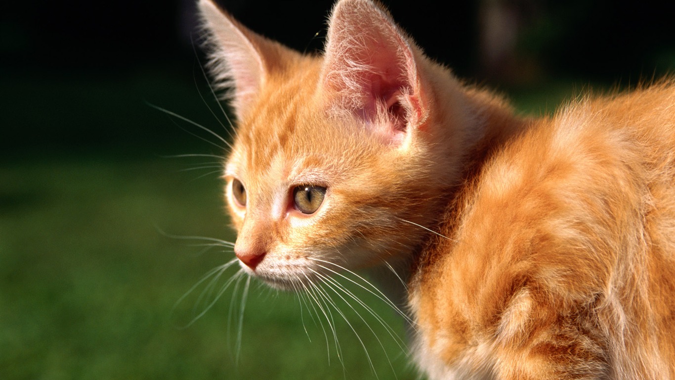 HD Wallpaper cute cat Foto #37 - 1366x768