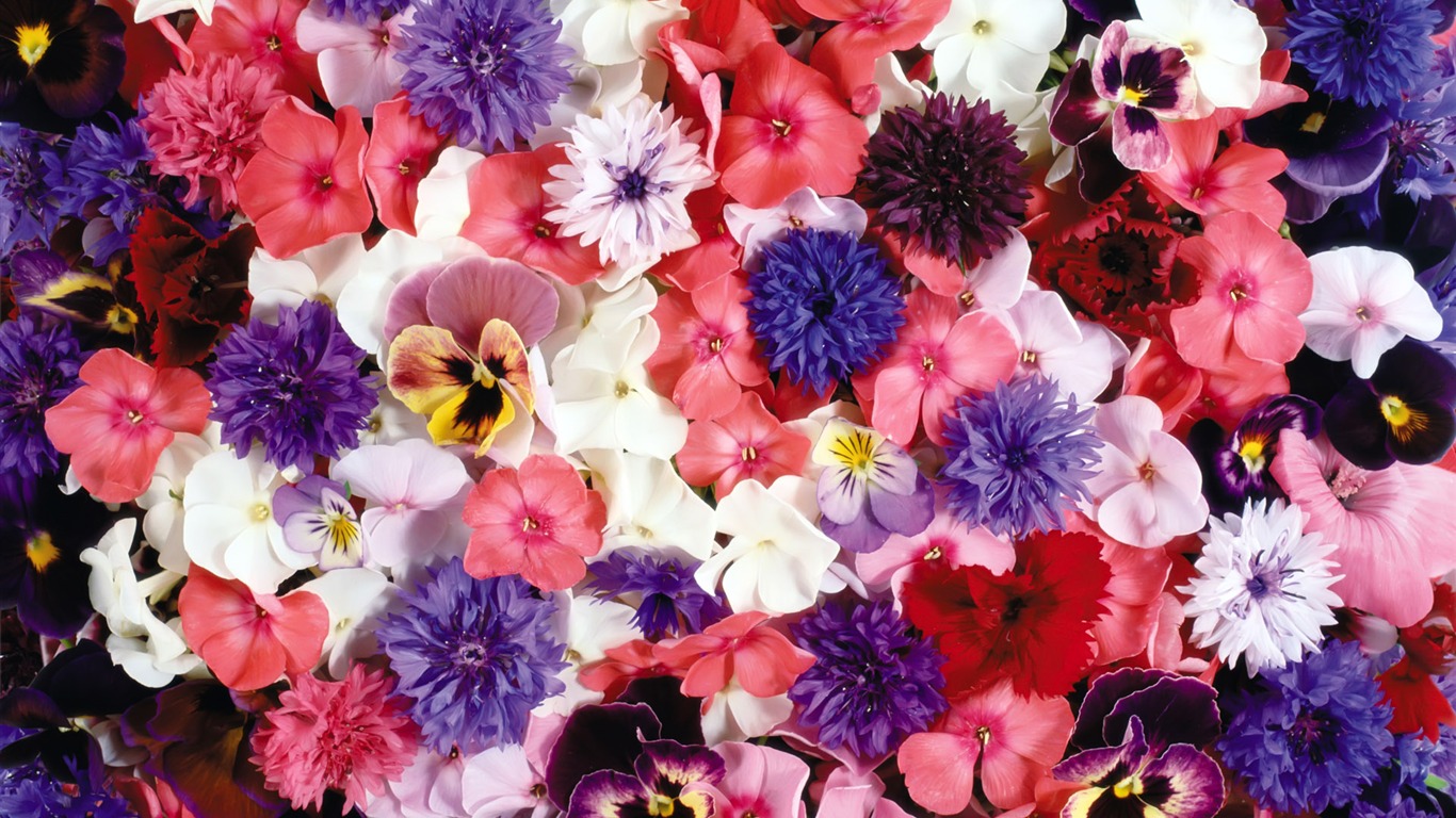 Rodeado de flores impresionantes fondos de escritorio #1 - 1366x768