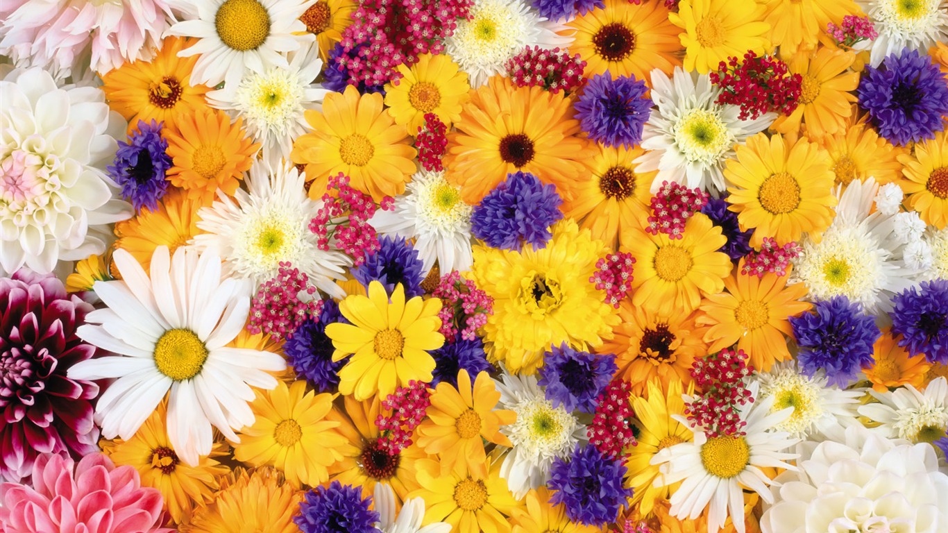 Entouré de fleurs superbes fonds d'écran #10 - 1366x768