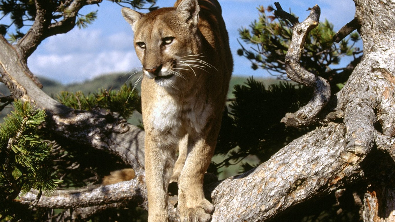 Magnifique écran mondiale des animaux #5 - 1366x768