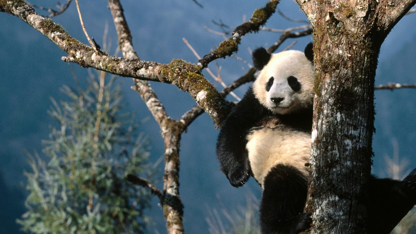 Magnifique écran mondiale des animaux #8 - 1366x768