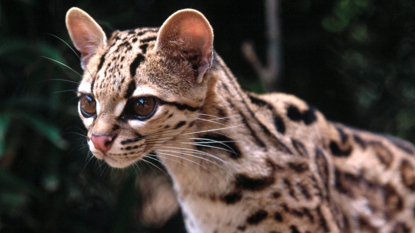 Magnifique écran mondiale des animaux #9 - 1366x768