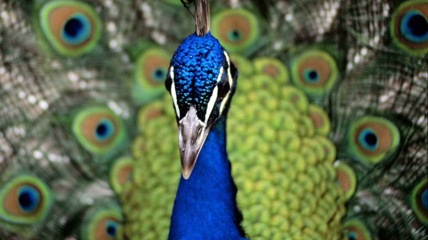 Magnifique écran mondiale des animaux #12 - 1366x768