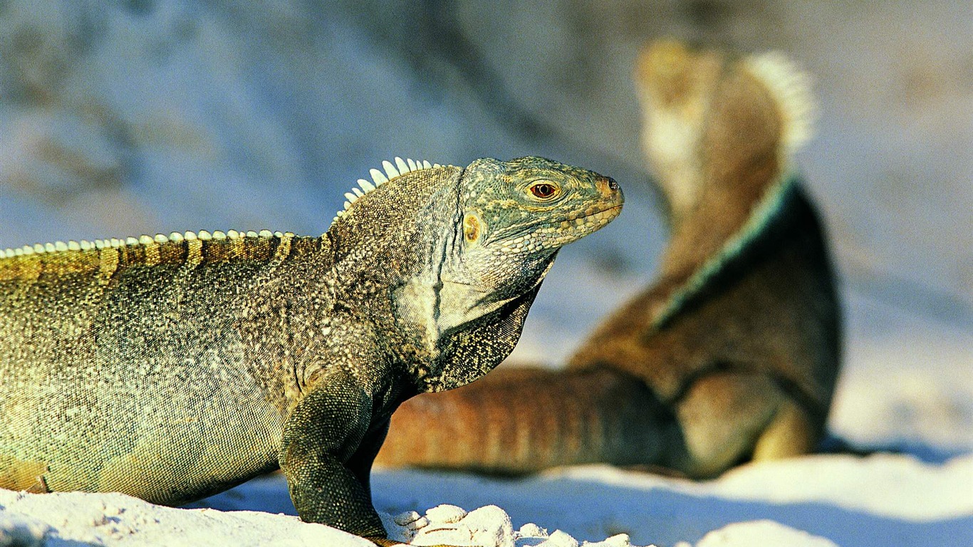 HD álbumes lagarto fondo de pantalla #2 - 1366x768