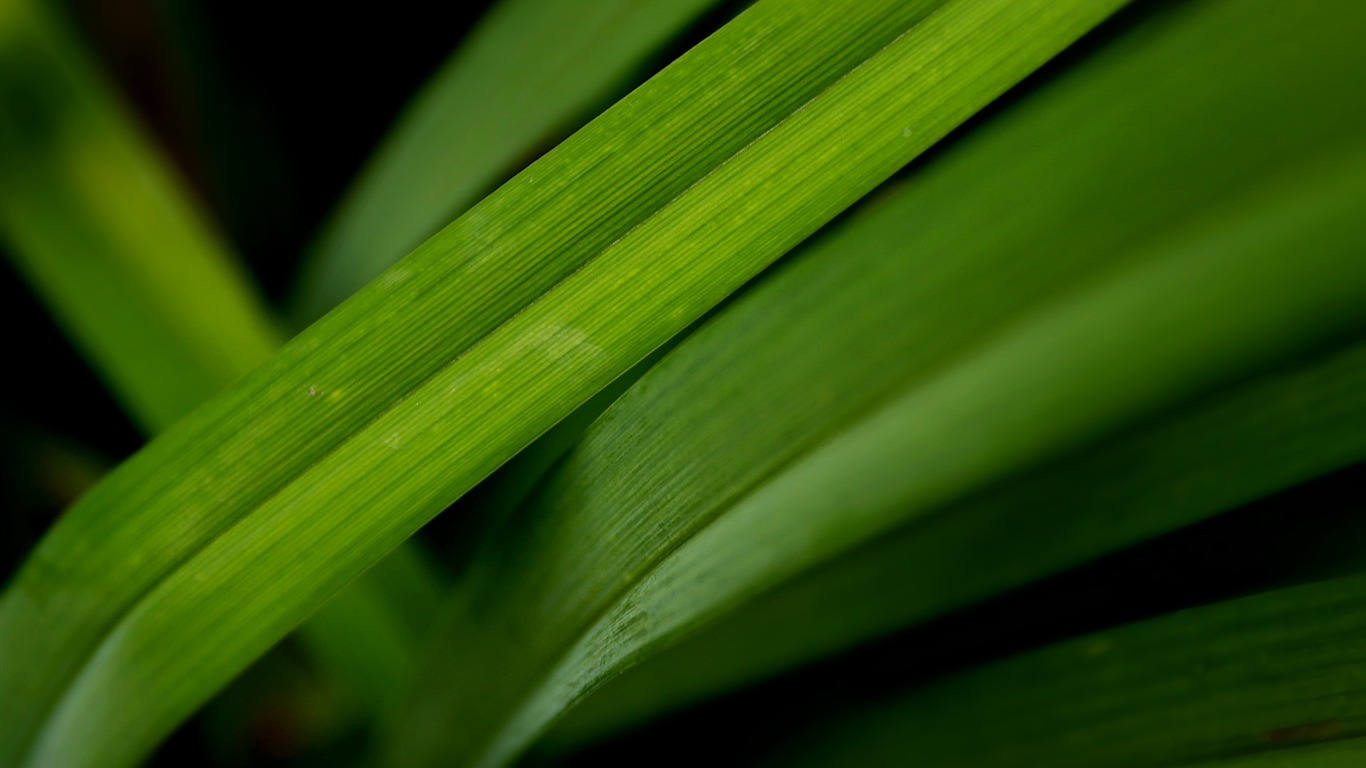 宽屏高清植物壁纸19 - 1366x768