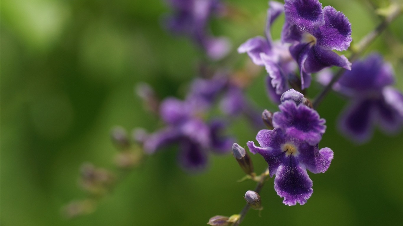 个人花卉摄影高清壁纸11 - 1366x768