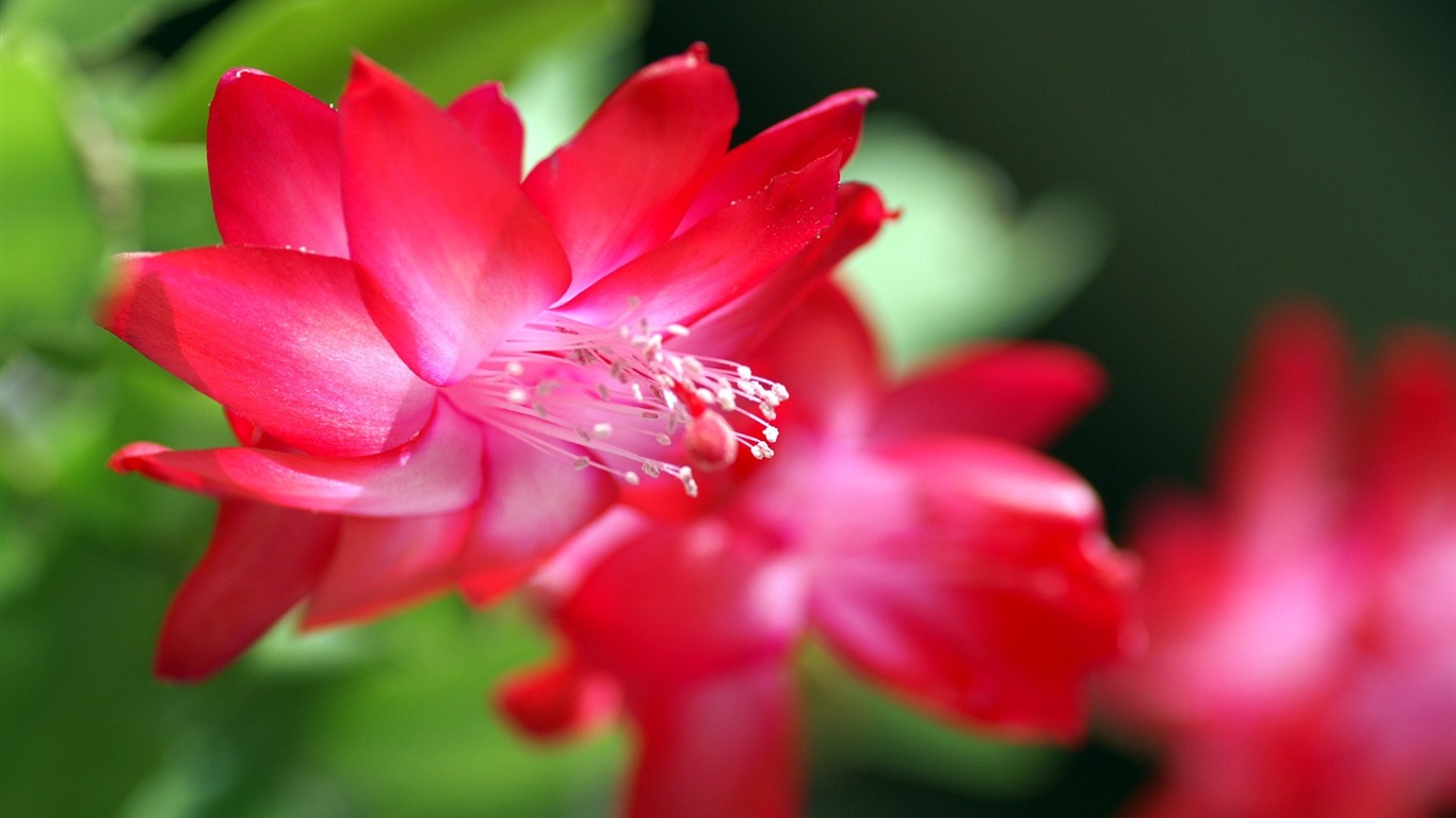 Osobní Květiny HD Tapety na plochu #30 - 1366x768