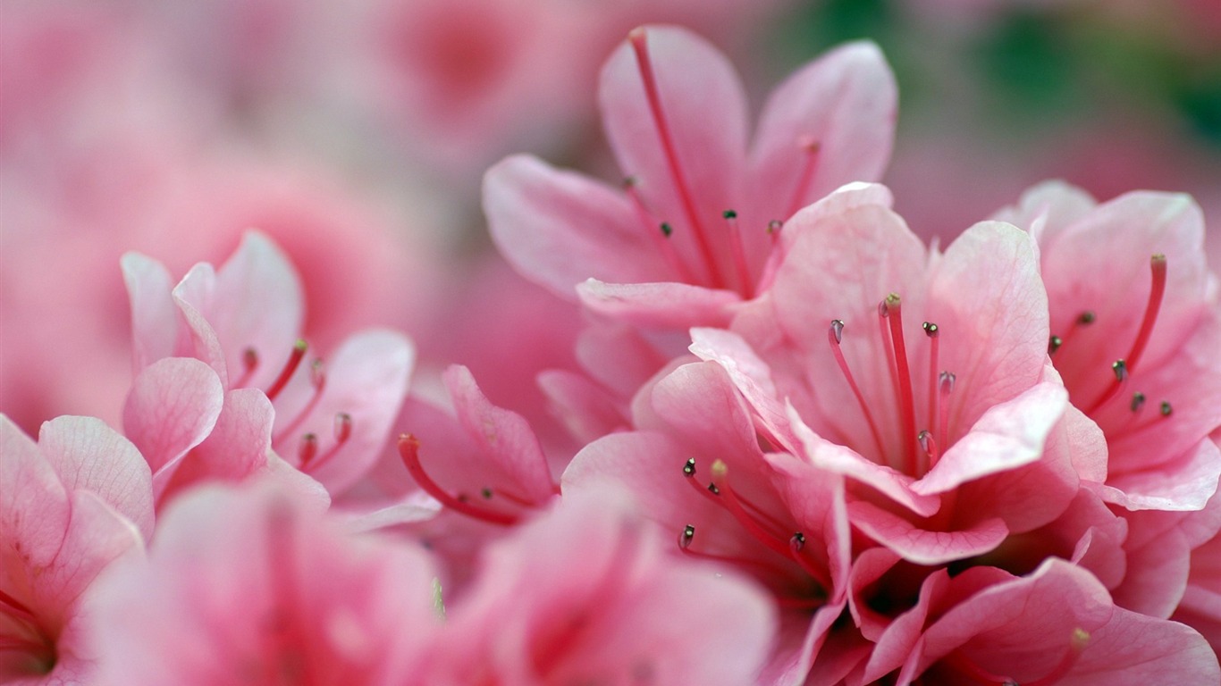 Personal Flowers HD Wallpapers #45 - 1366x768