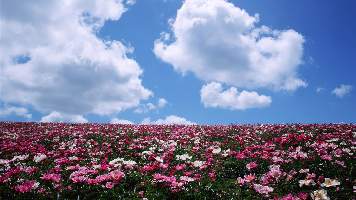 青い空白い雲や花の壁紙 #4 - 1366x768