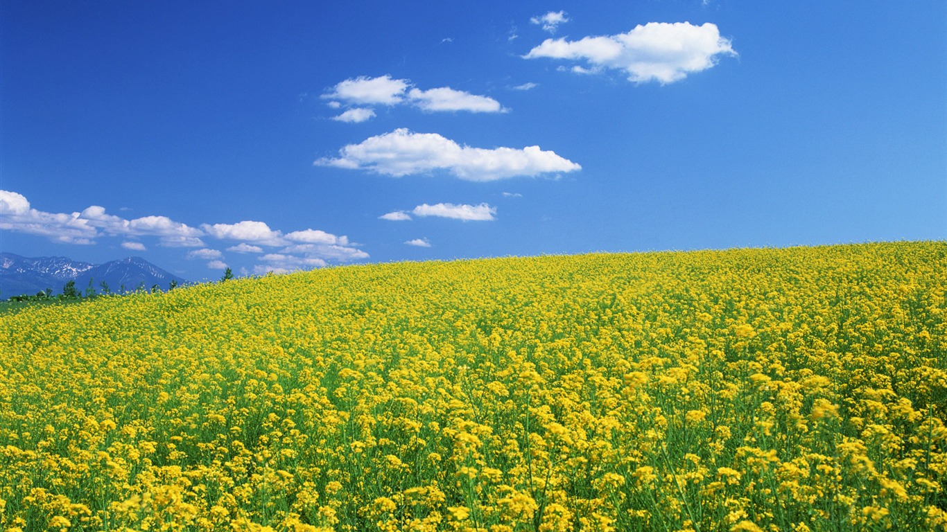 Blue sky white clouds and flowers wallpaper #8 - 1366x768