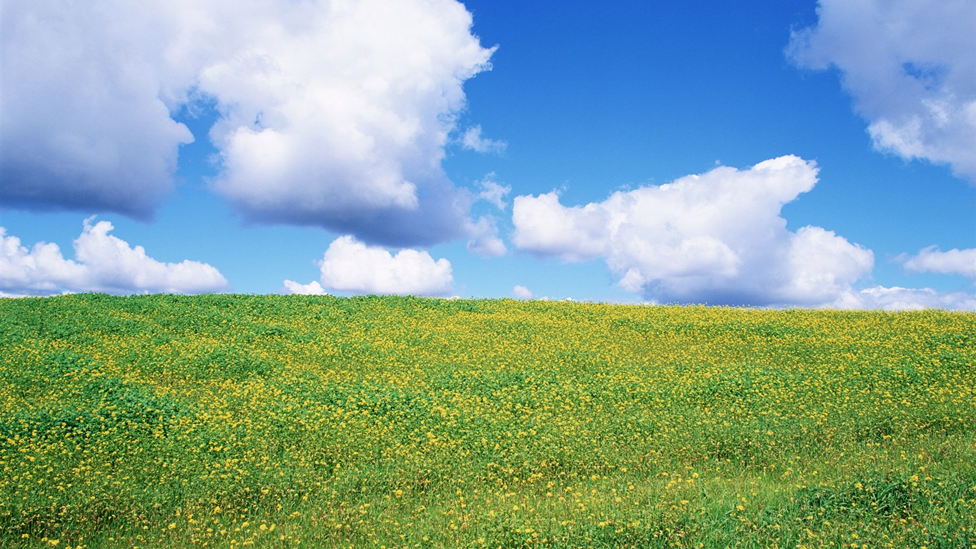 Blauer Himmel, weiße Wolken und Blumen Wallpaper #10 - 1366x768