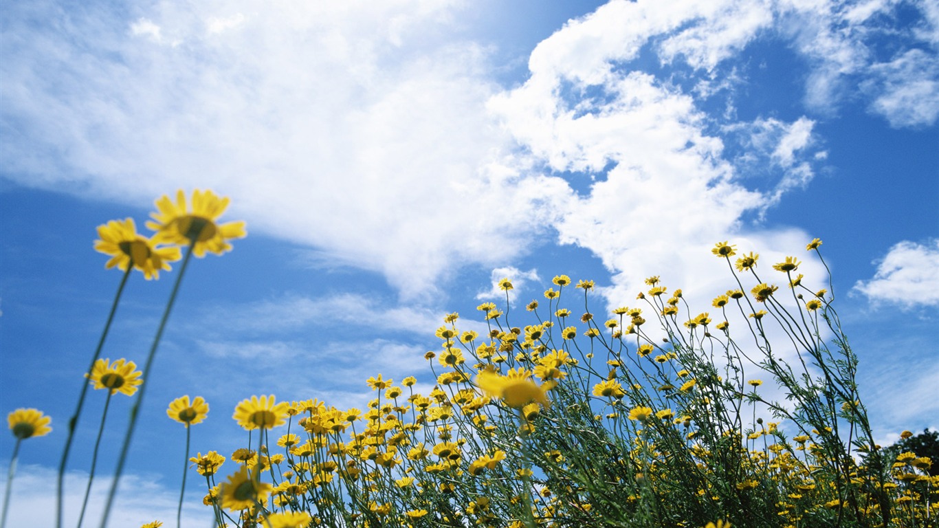 Blue sky white clouds and flowers wallpaper #12 - 1366x768