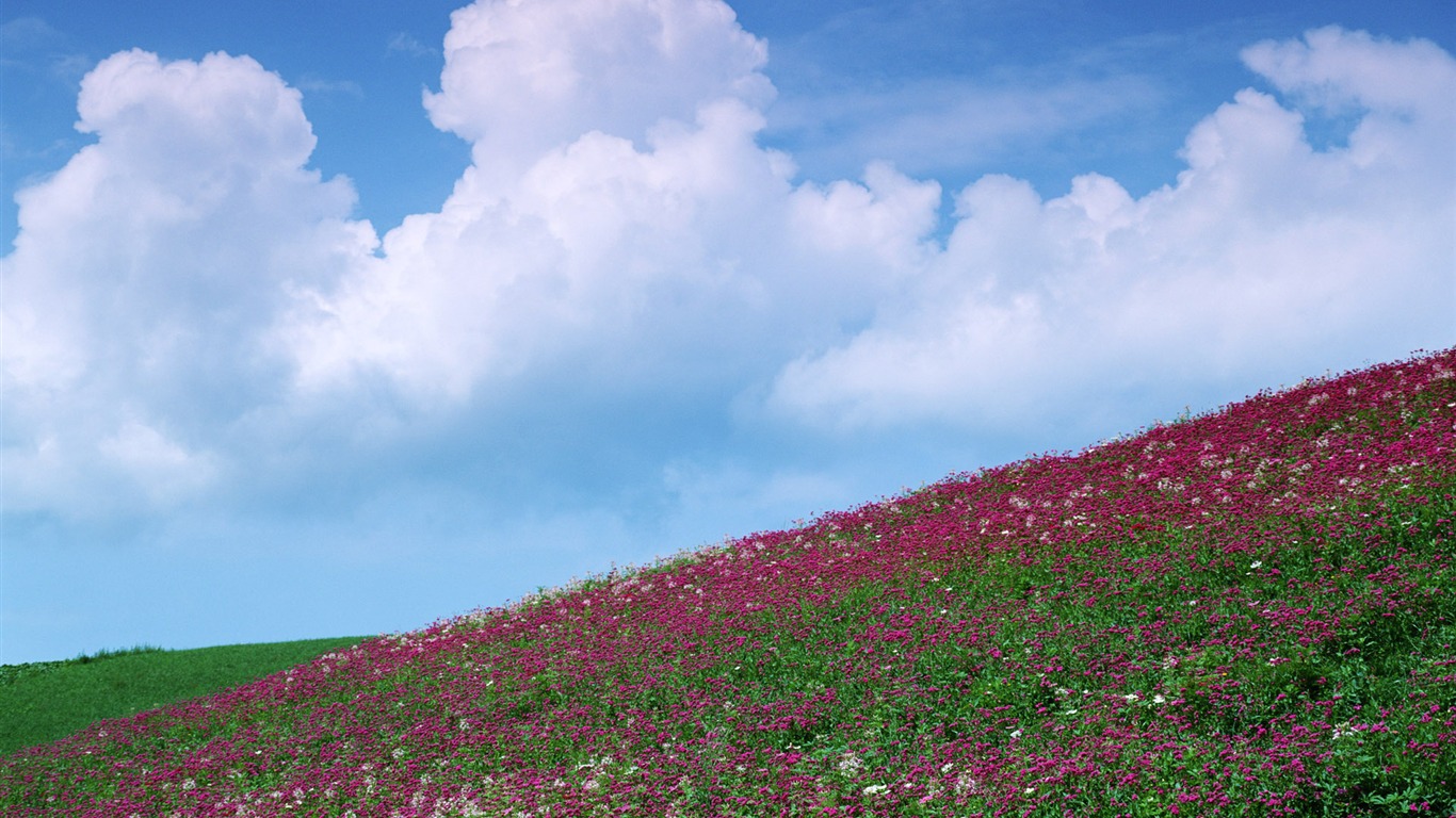 푸른 하늘에 흰 구름과 꽃 벽지 #13 - 1366x768