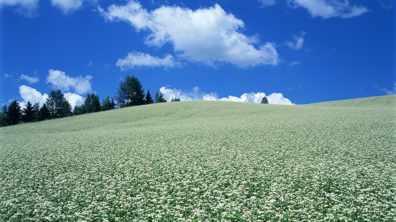 Cielo azul nubes blancas y flores papel tapiz #17 - 1366x768