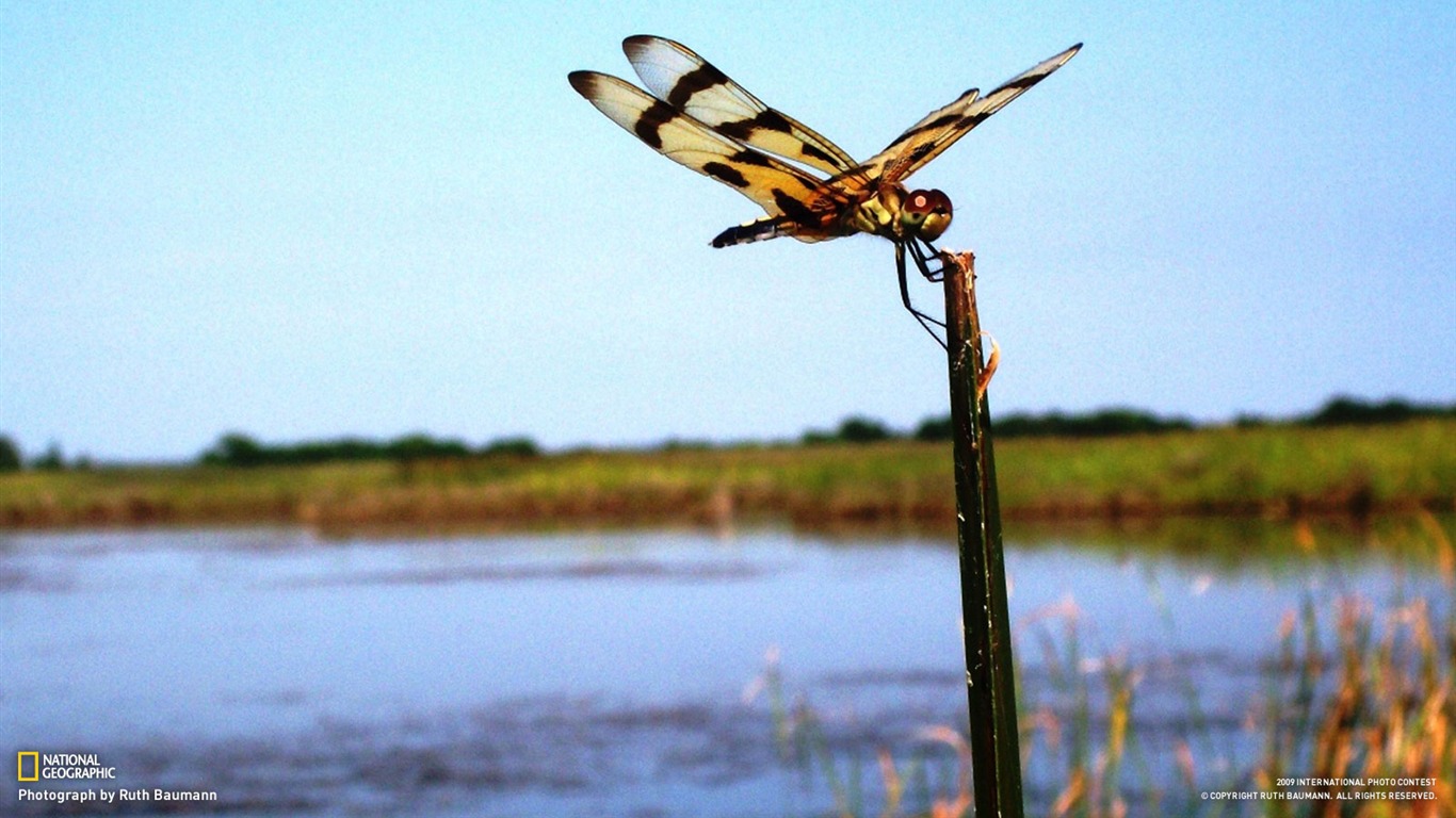 National Geographic Bilder Animal Artikeln (1) #17 - 1366x768