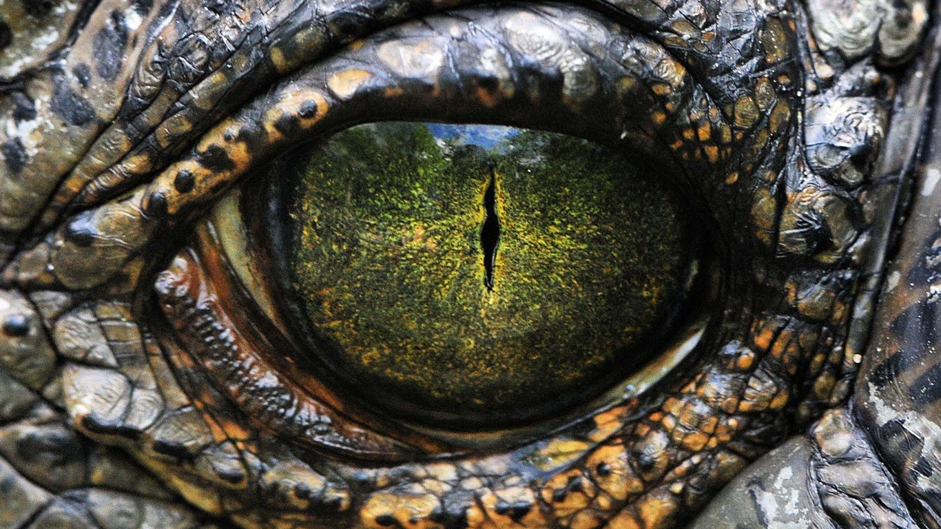 National Geographic Bilder Animal Artikeln (1) #18 - 1366x768
