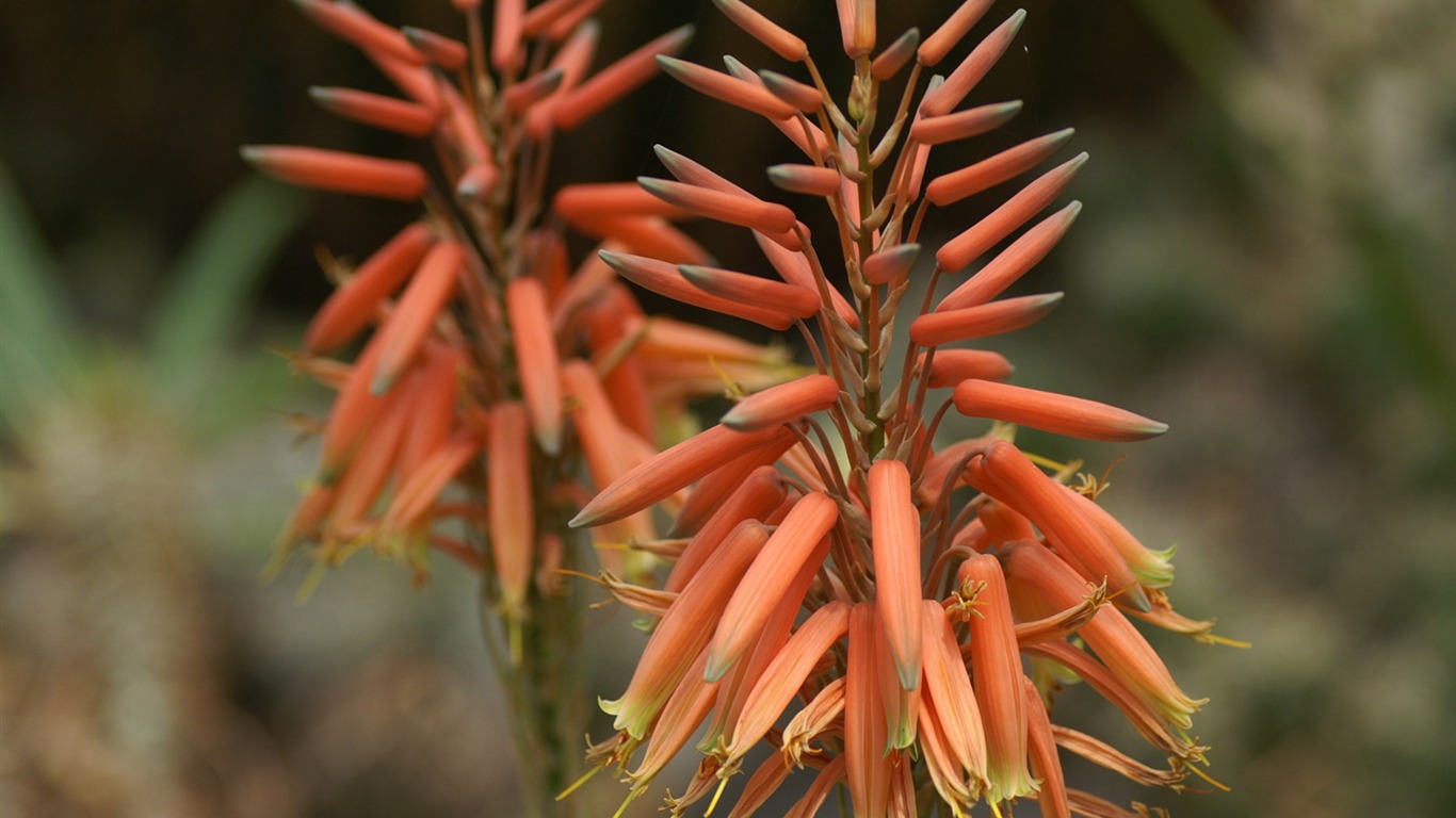 Fleurs exquises d'écran #13 - 1366x768