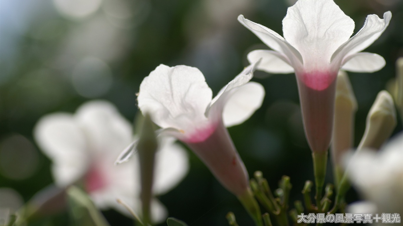 Fleurs exquises d'écran #14 - 1366x768