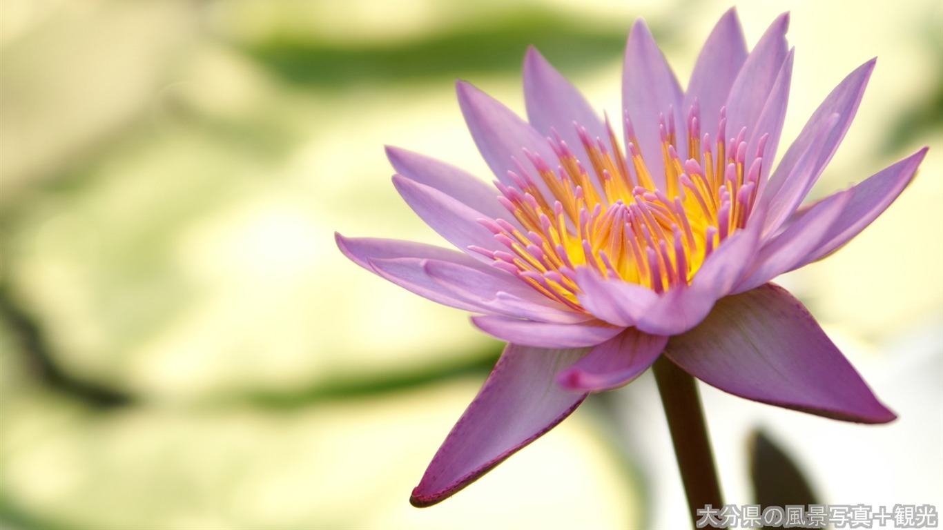 Exquisite Flowers Wallpapers #15 - 1366x768