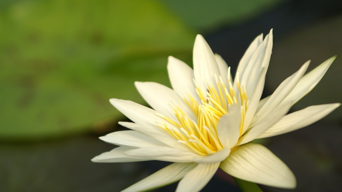 Fleurs exquises d'écran #16 - 1366x768