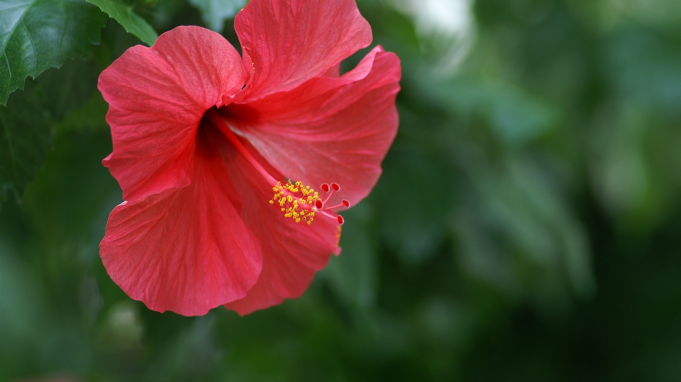 Fleurs exquises d'écran #17 - 1366x768