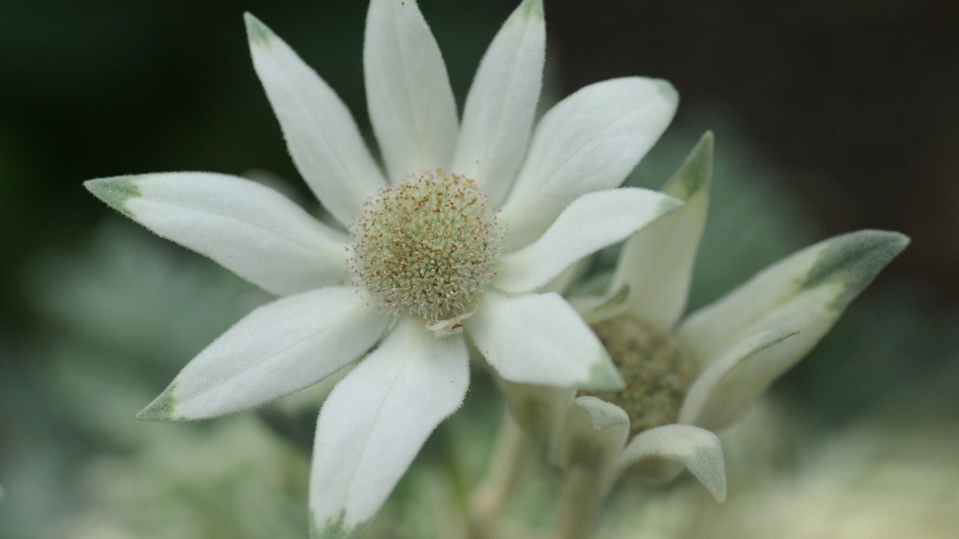 Fleurs exquises d'écran #18 - 1366x768