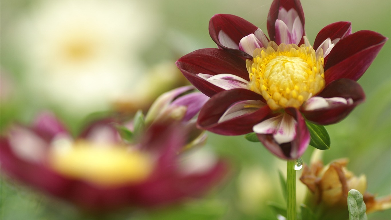 Exquisite Flowers Wallpapers #21 - 1366x768