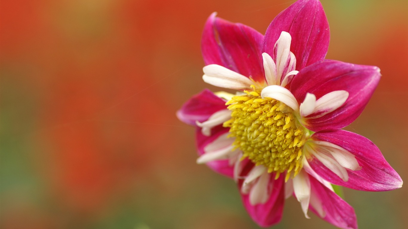 Exquisite Flowers Wallpapers #22 - 1366x768