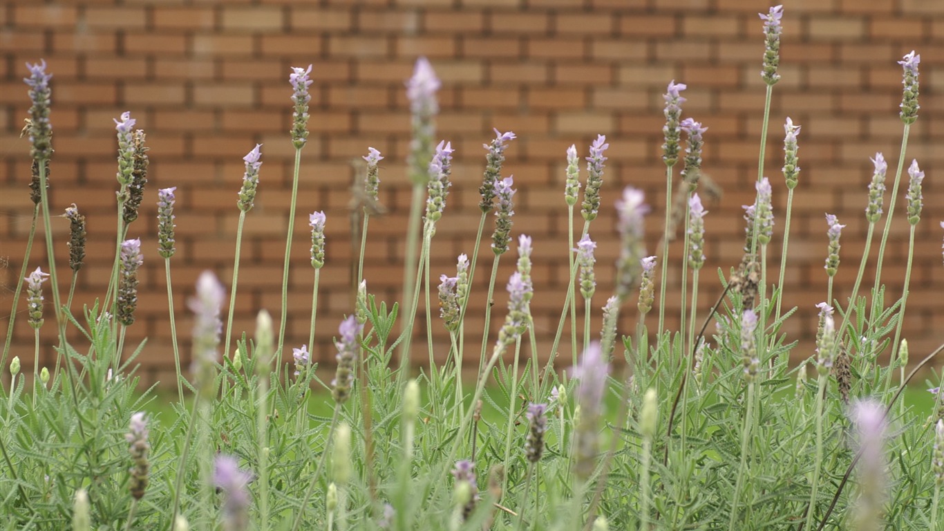 Fleurs exquises d'écran #23 - 1366x768