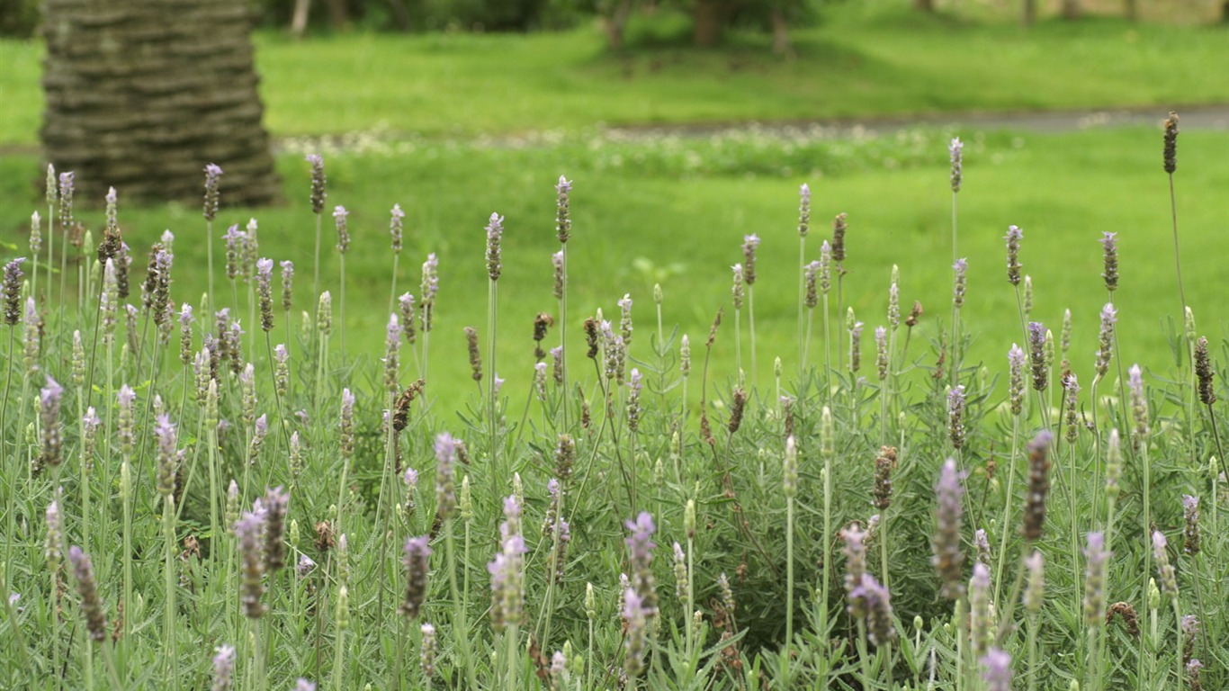 Fleurs exquises d'écran #24 - 1366x768