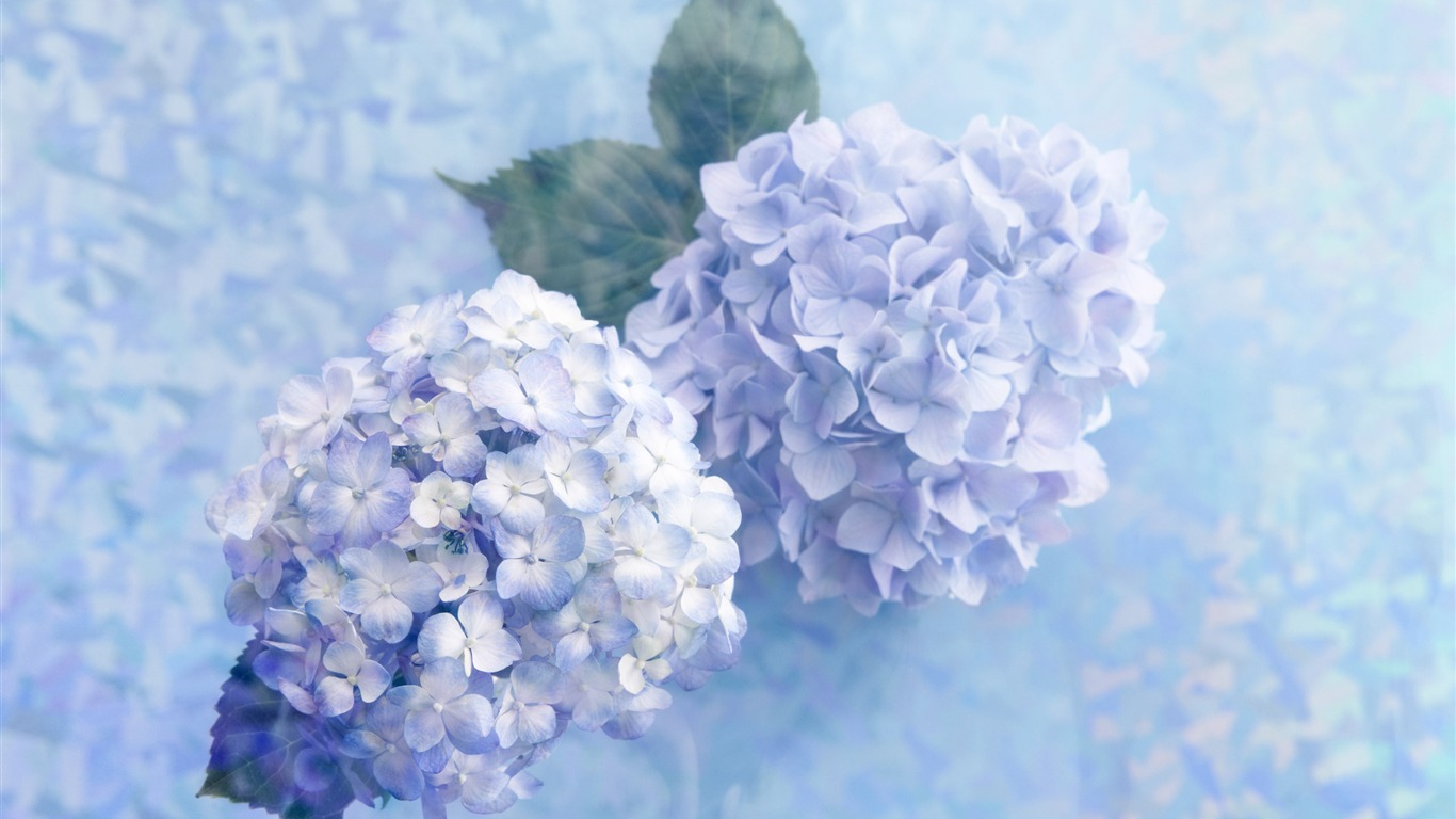 꽃 선물 용품 (4) 바탕 화면의 HD #8 - 1366x768