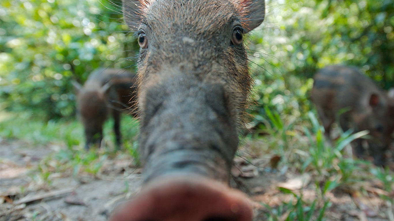 National Geographic Wallpapers Animal articles (2) #7 - 1366x768