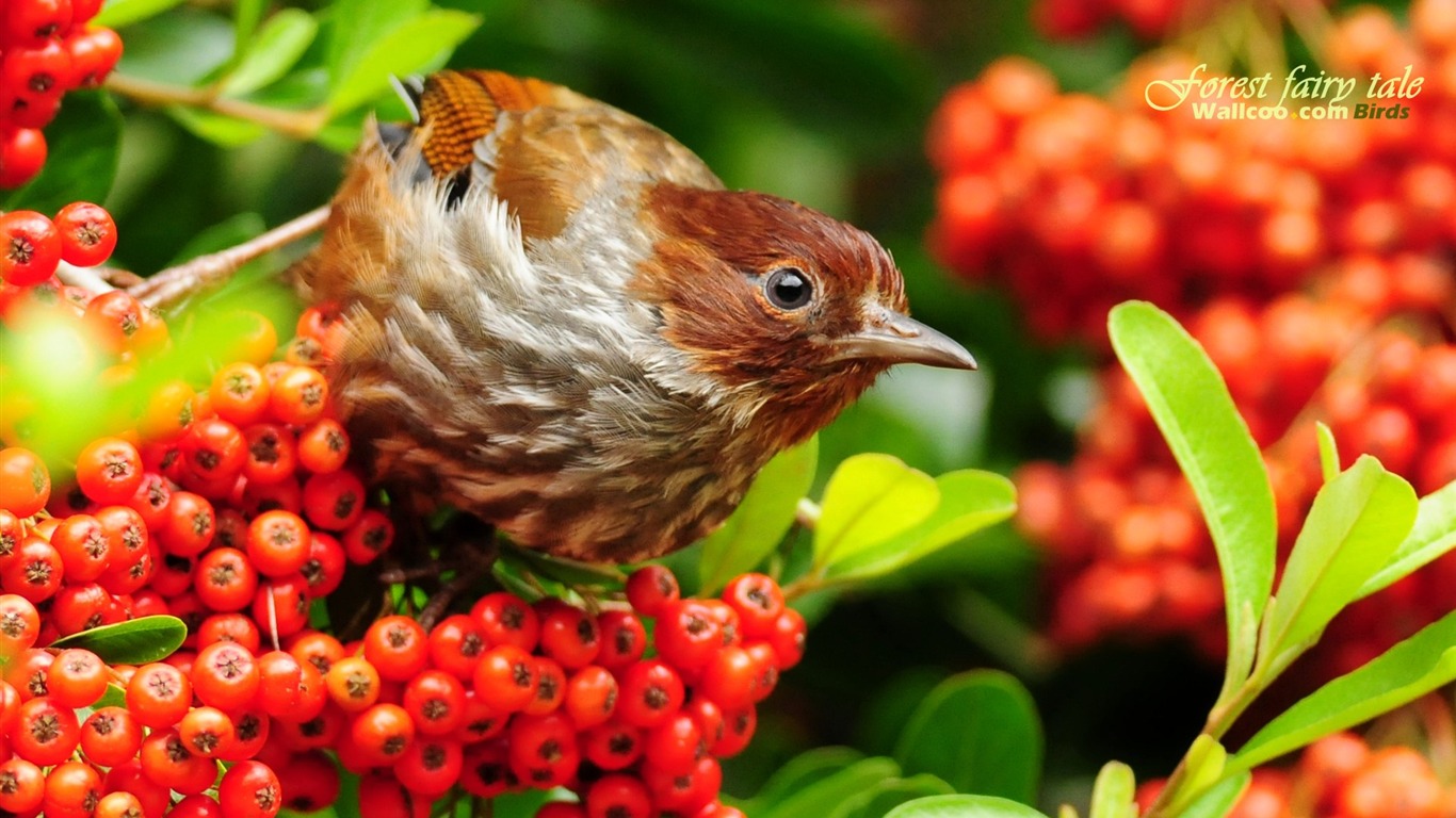 素敵な春の鳥の壁紙 #1 - 1366x768