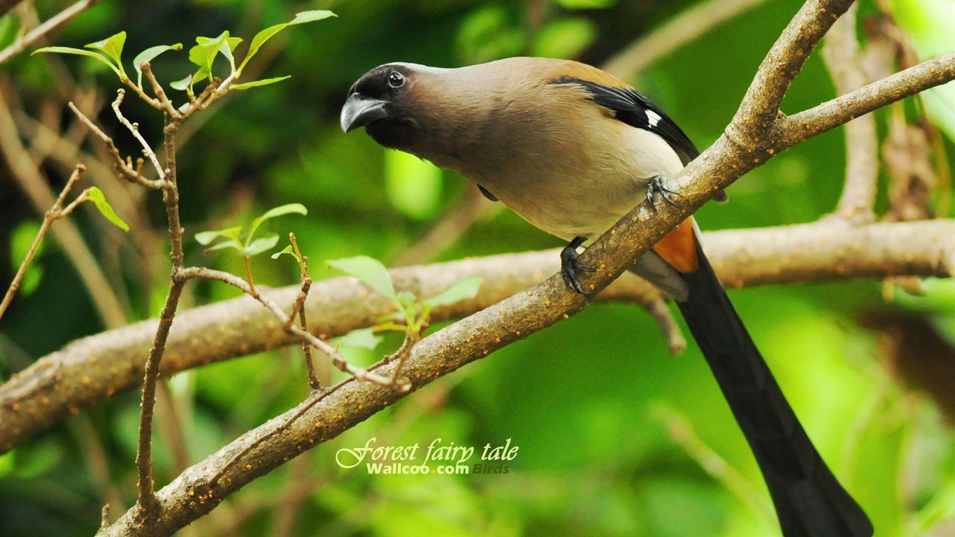 Lovely Frühjahr Vogel Tapete #24 - 1366x768