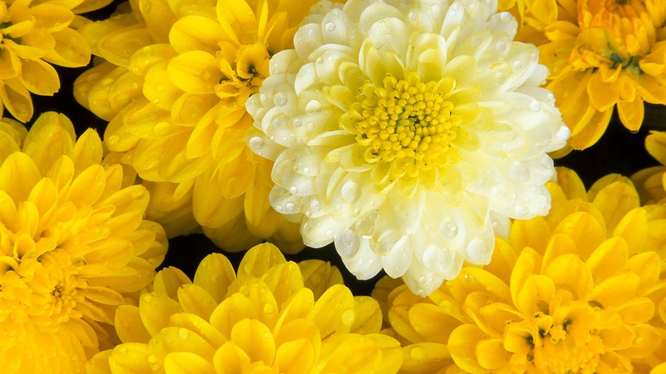 Květiny close-up (7) #12 - 1366x768