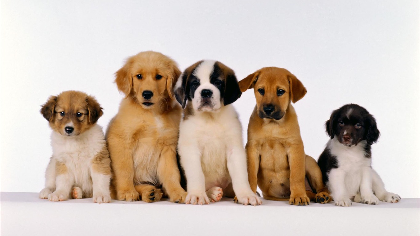 Puppy Photo HD wallpapers (1) #1 - 1366x768