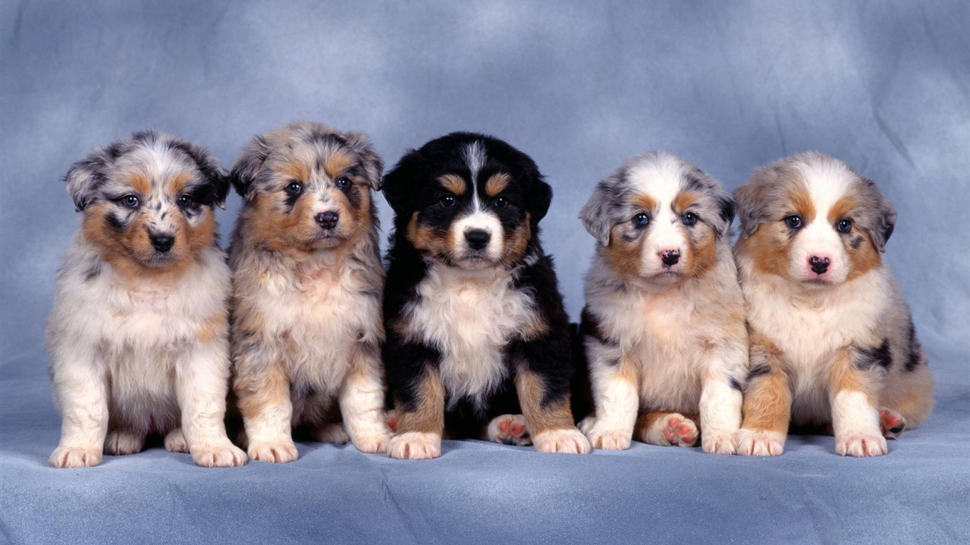 Puppy Photo HD wallpapers (1) #2 - 1366x768