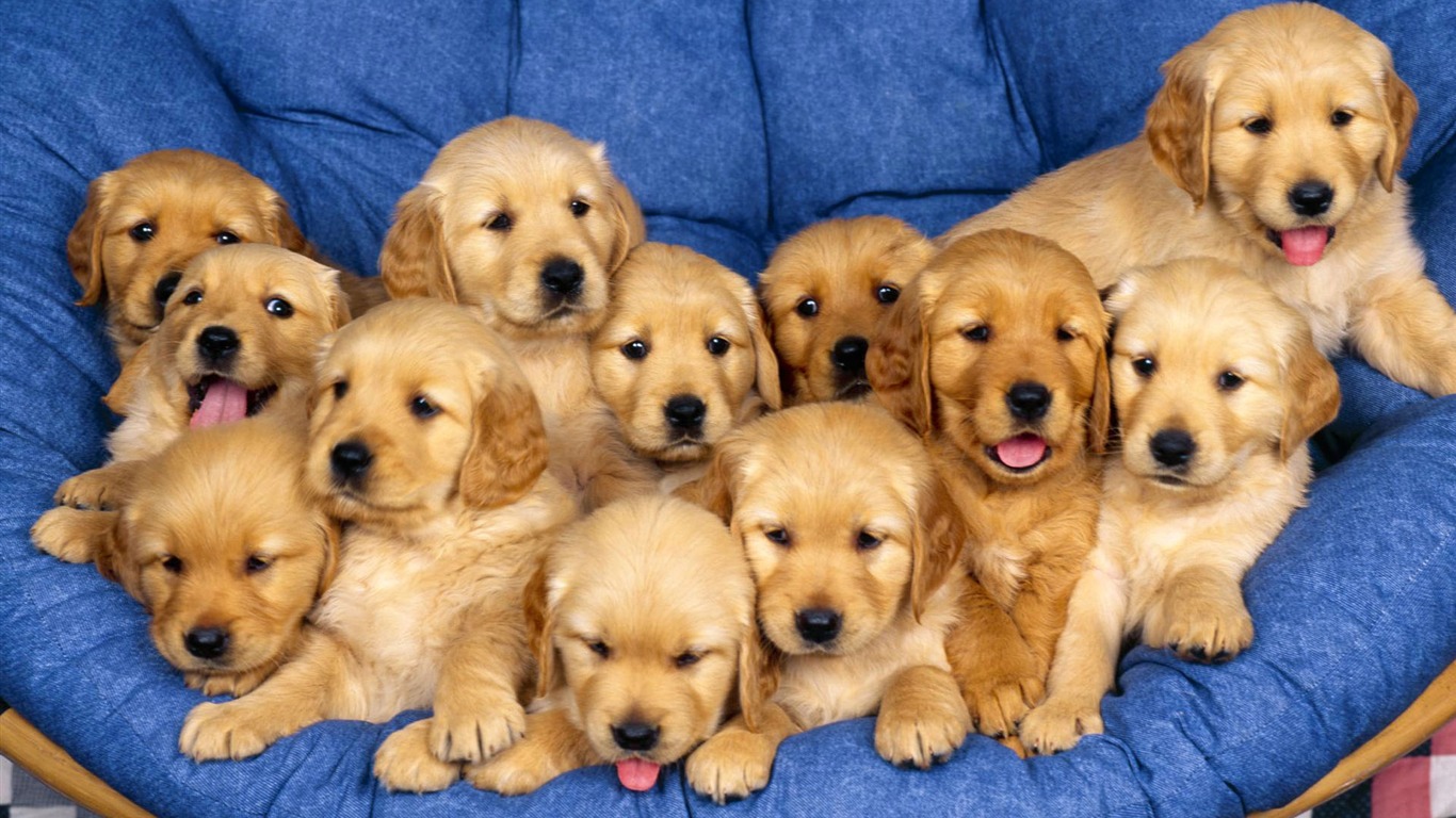 Puppy Photo HD wallpapers (1) #3 - 1366x768