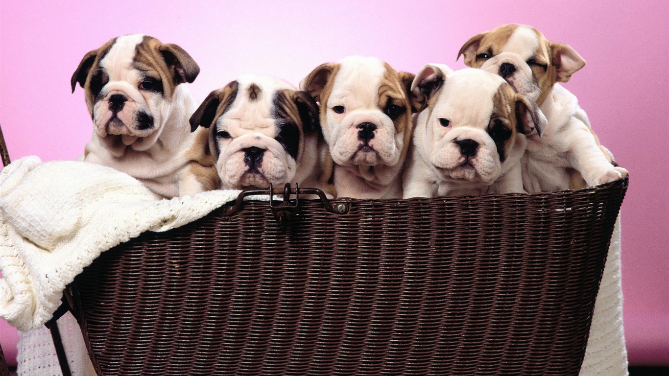 Puppy Photo HD wallpapers (1) #6 - 1366x768